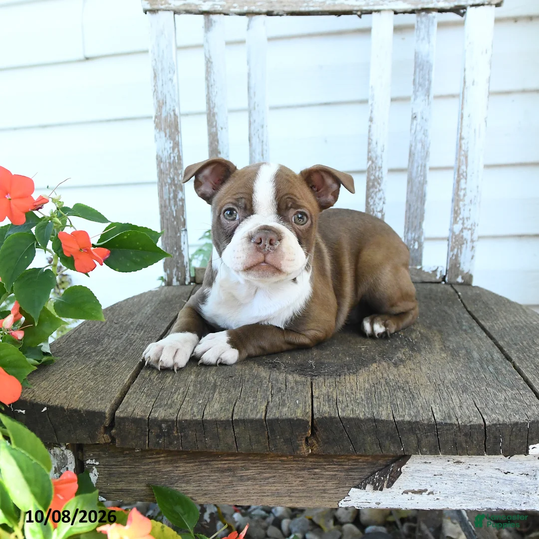 Boston Terrier dogs for sale: Bambi - Ad 5