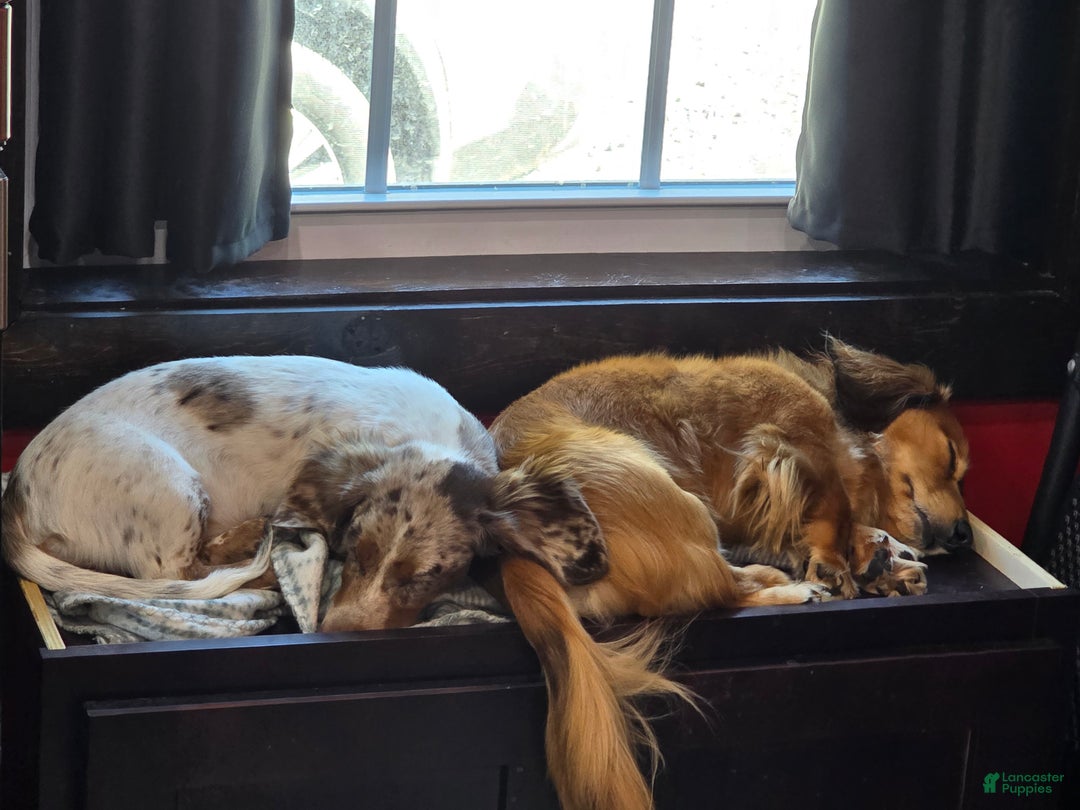 Miniature Dachshund dogs for sale: FeeFee - Ad 16