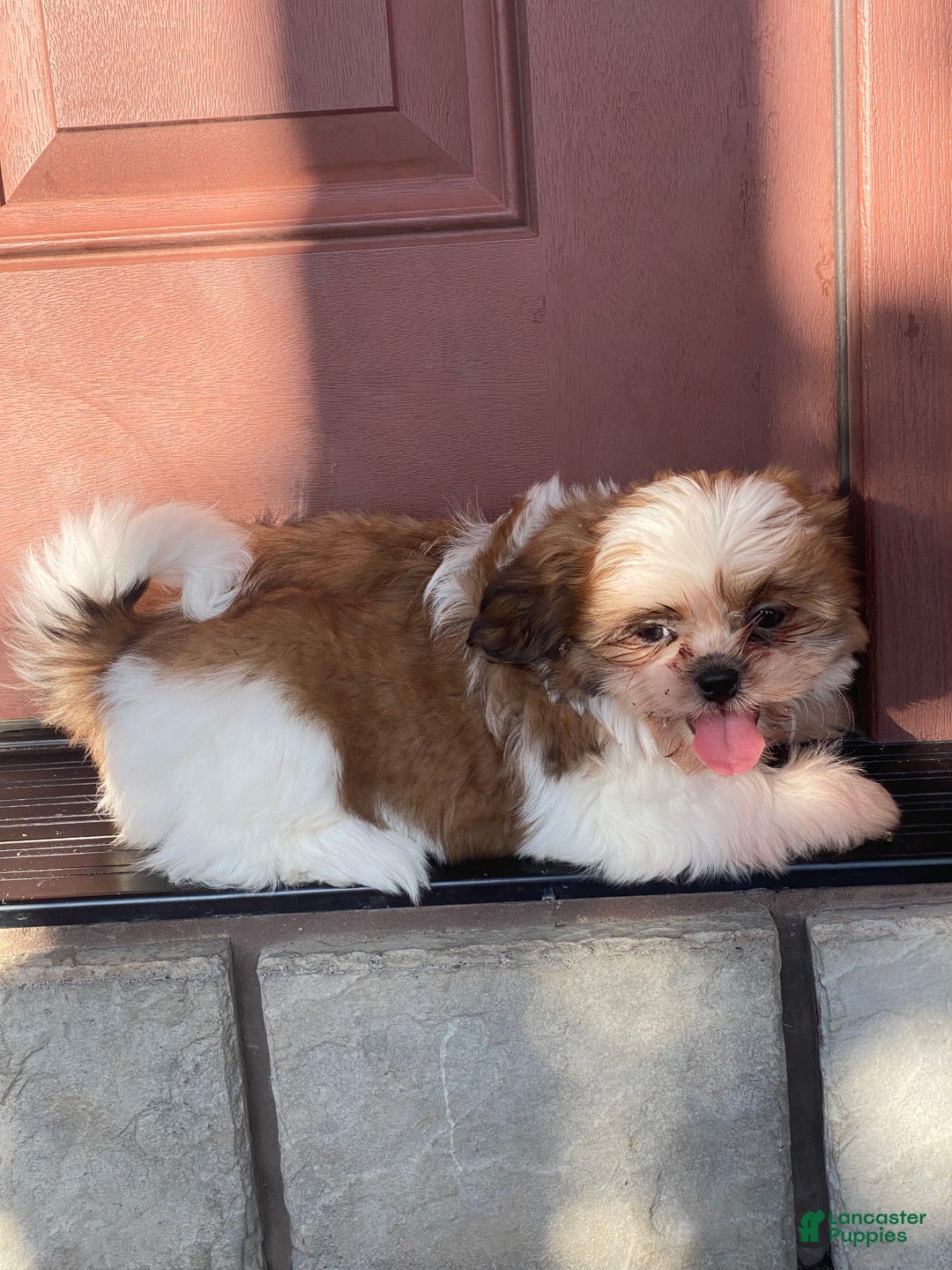 Shih Tzu dogs for sale: Sally - Ad 4