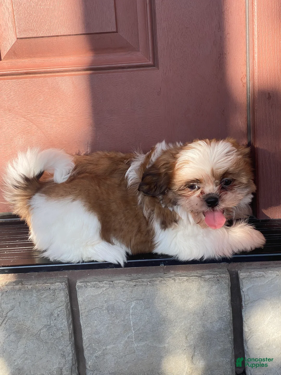 Shih Tzu dogs for sale: Sally - Ad 4