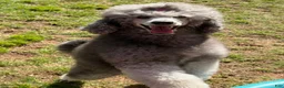 Standard Poodle dogs for sale: Standard Poodle Puppy 6 - Ad 2