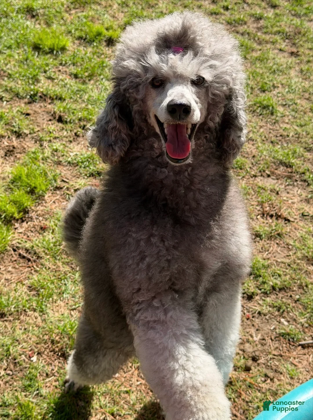 Standard Poodle dogs for sale: Standard Poodle Puppy 6 - Ad 2