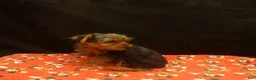 Yorkshire Terrier dogs for sale: Stevie - Ad 3
