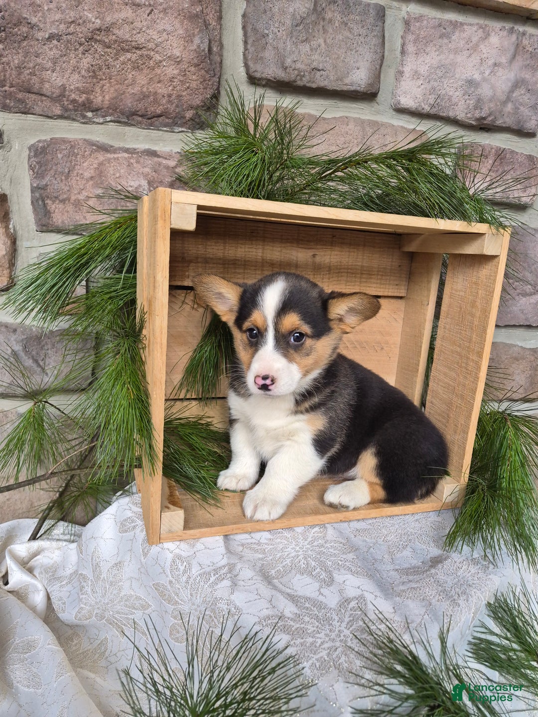 Welsh Corgi Pembroke dogs for sale: Riley - Ad 2