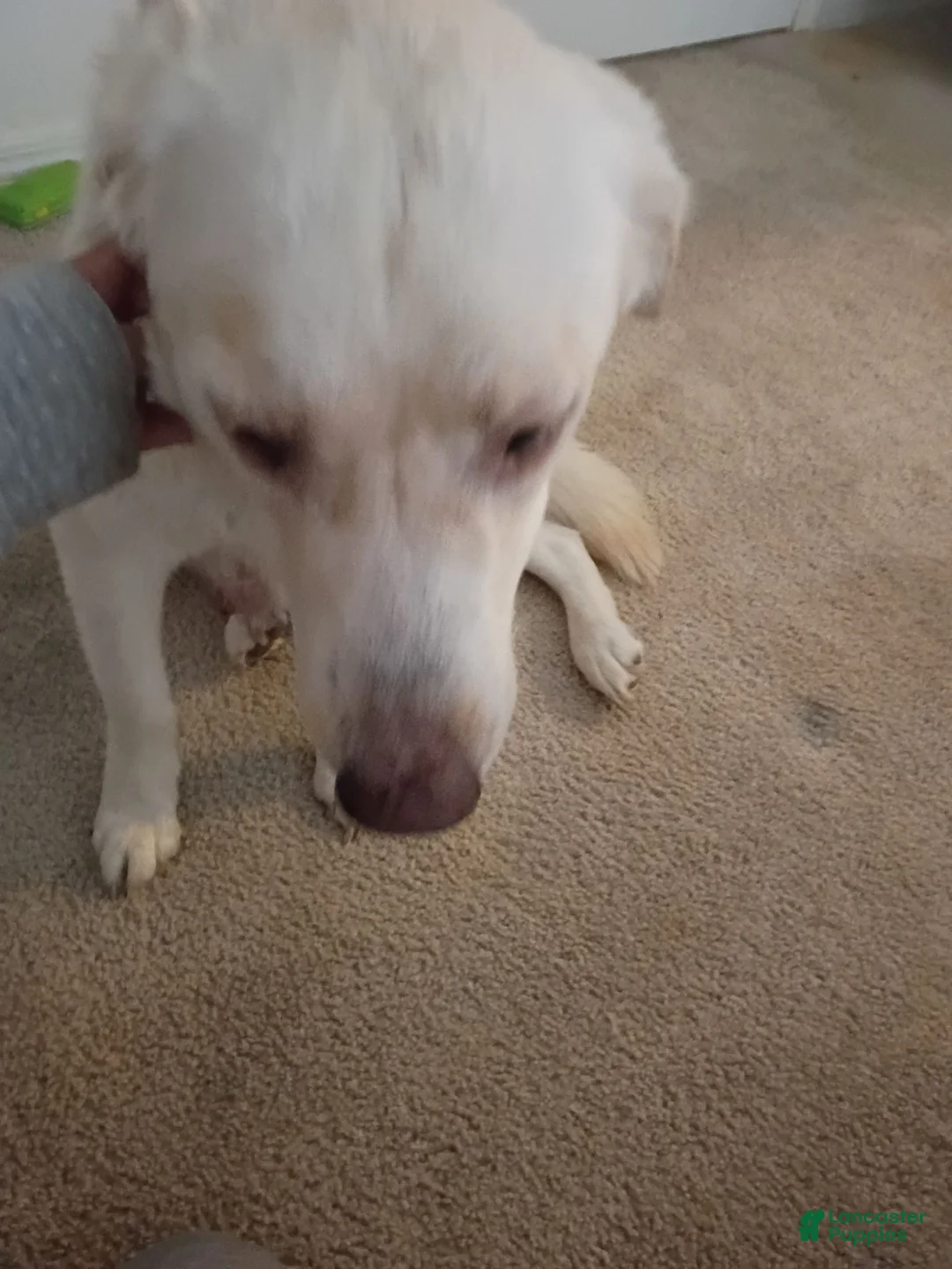 Mixed Breed dogs for sale: Honey - Ad 2