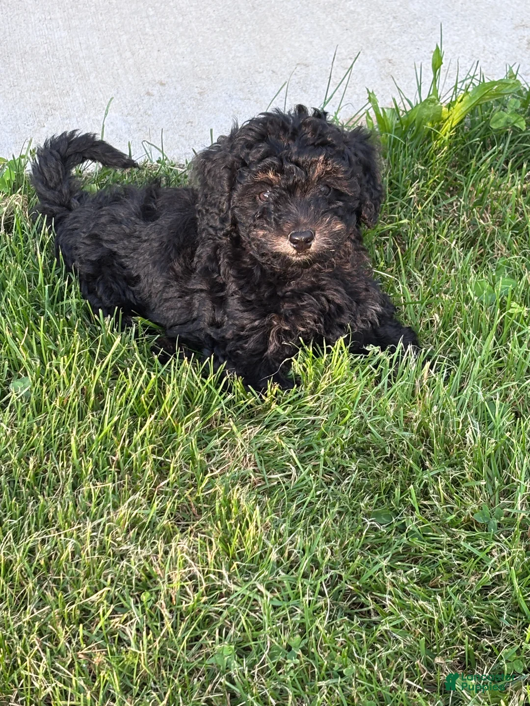Miniature Poodle dogs for sale: Miniature Poodle Puppy 1 - Ad 2