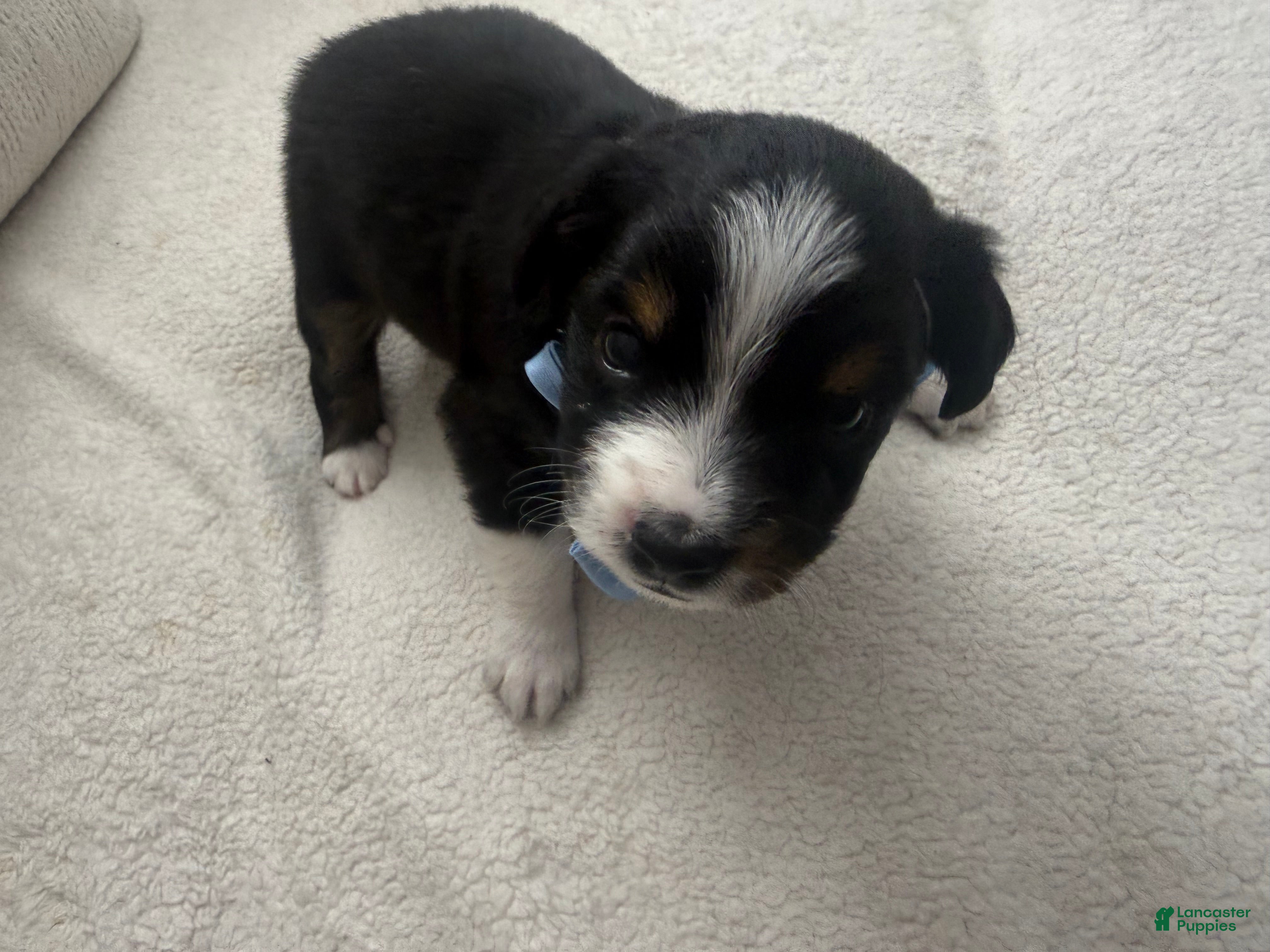 Toy Australian Shepherd dogs for sale: Toy Australian Shepherd 2 - Ad 2