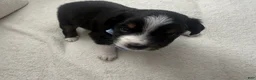 Toy Australian Shepherd dogs for sale: Toy Australian Shepherd 2 - Ad 2