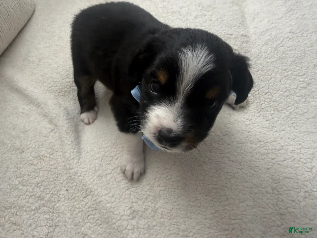 Toy Australian Shepherd dogs for sale: Toy Australian Shepherd 2 - Ad 2