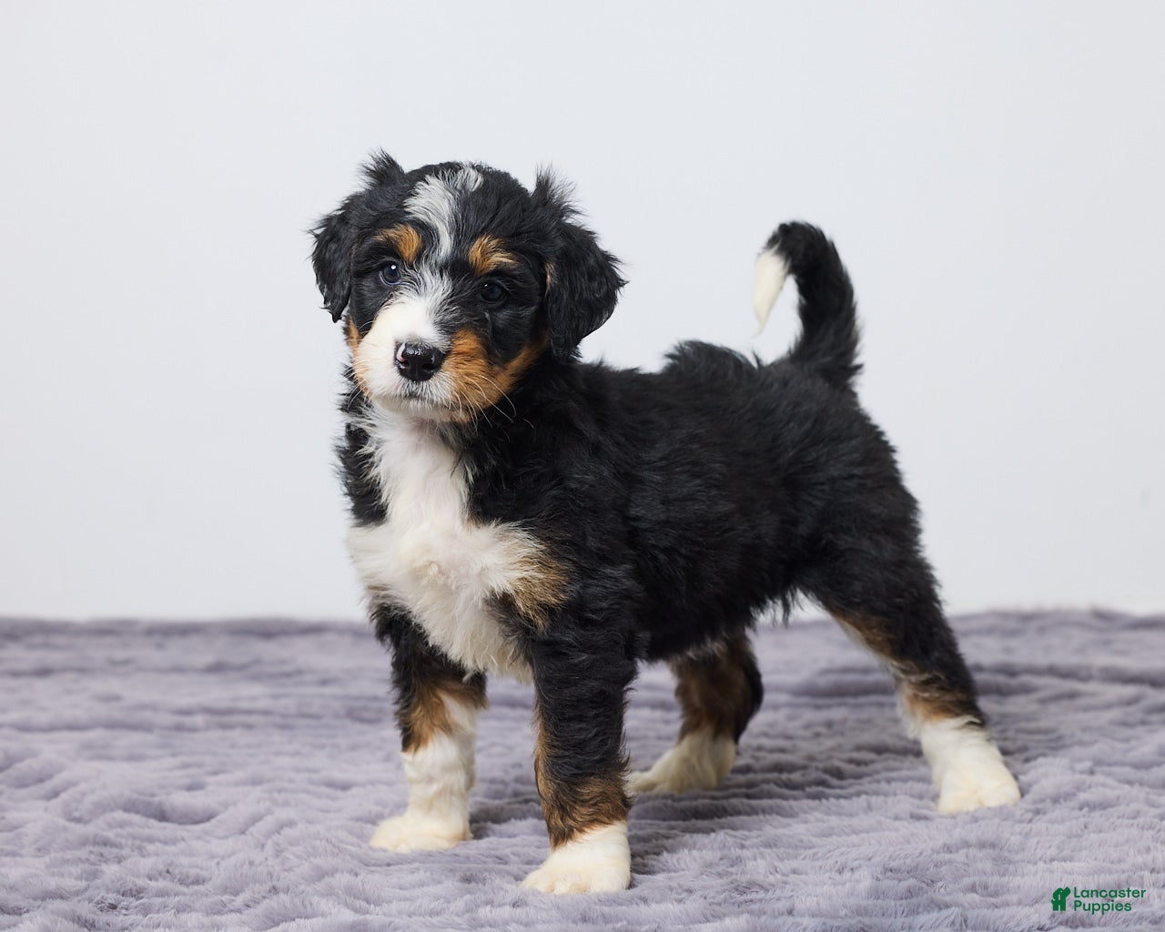 Bernedoodle dogs Kara - Ad 1