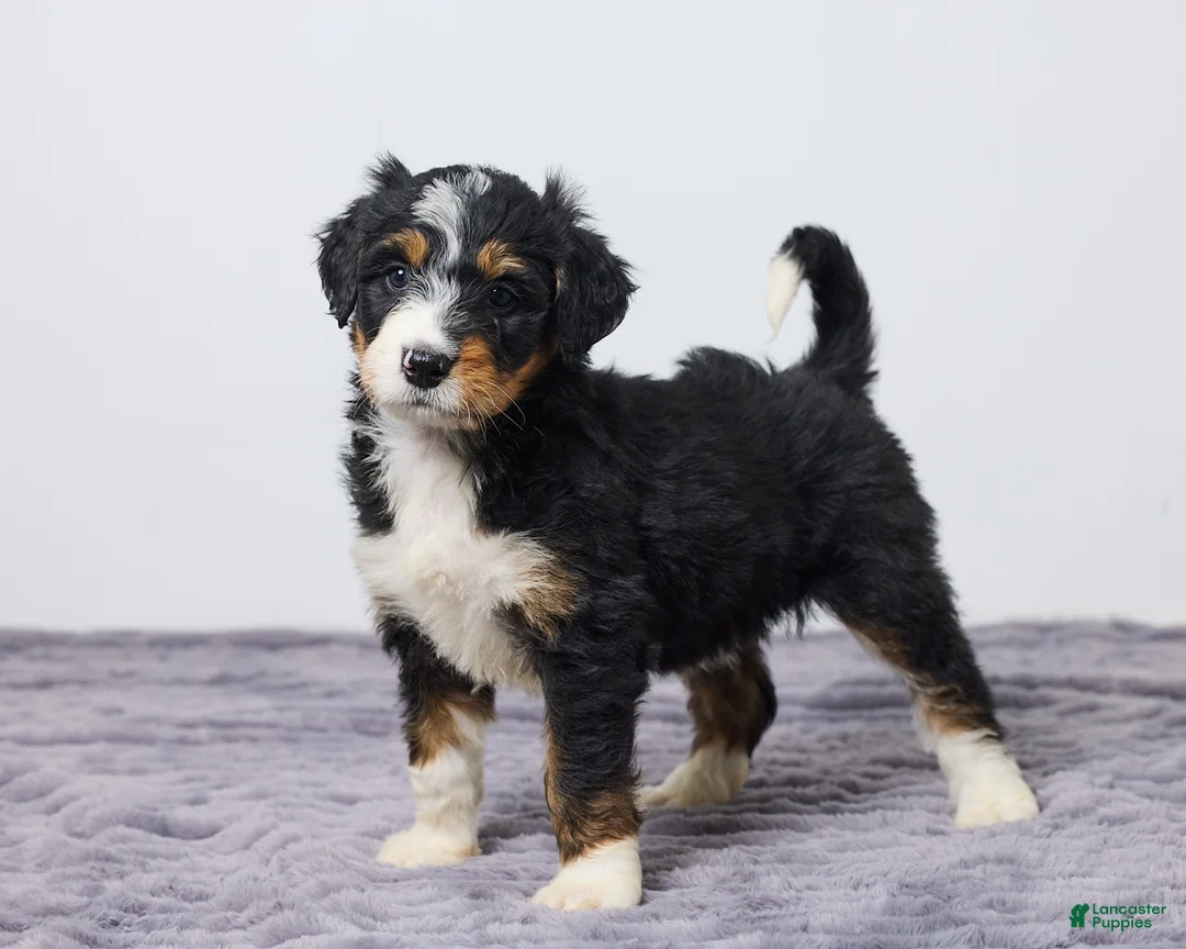 Bernedoodle dogs for sale: Kara - Ad 1