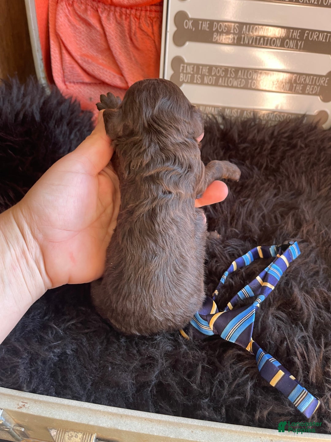 Miniature Poodle dogs for sale: Akc Clear Chocolate Phantom Boy 2 - Ad 16