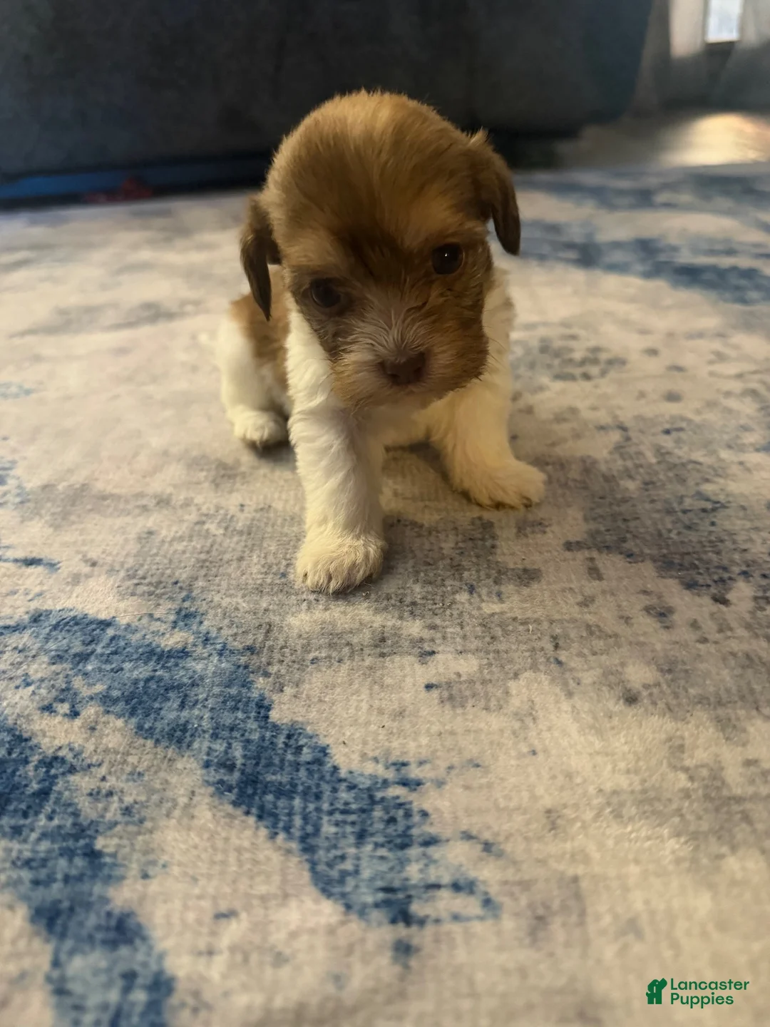 Mixed Breed dogs for sale: Mixed Breed 3 - Ad 1