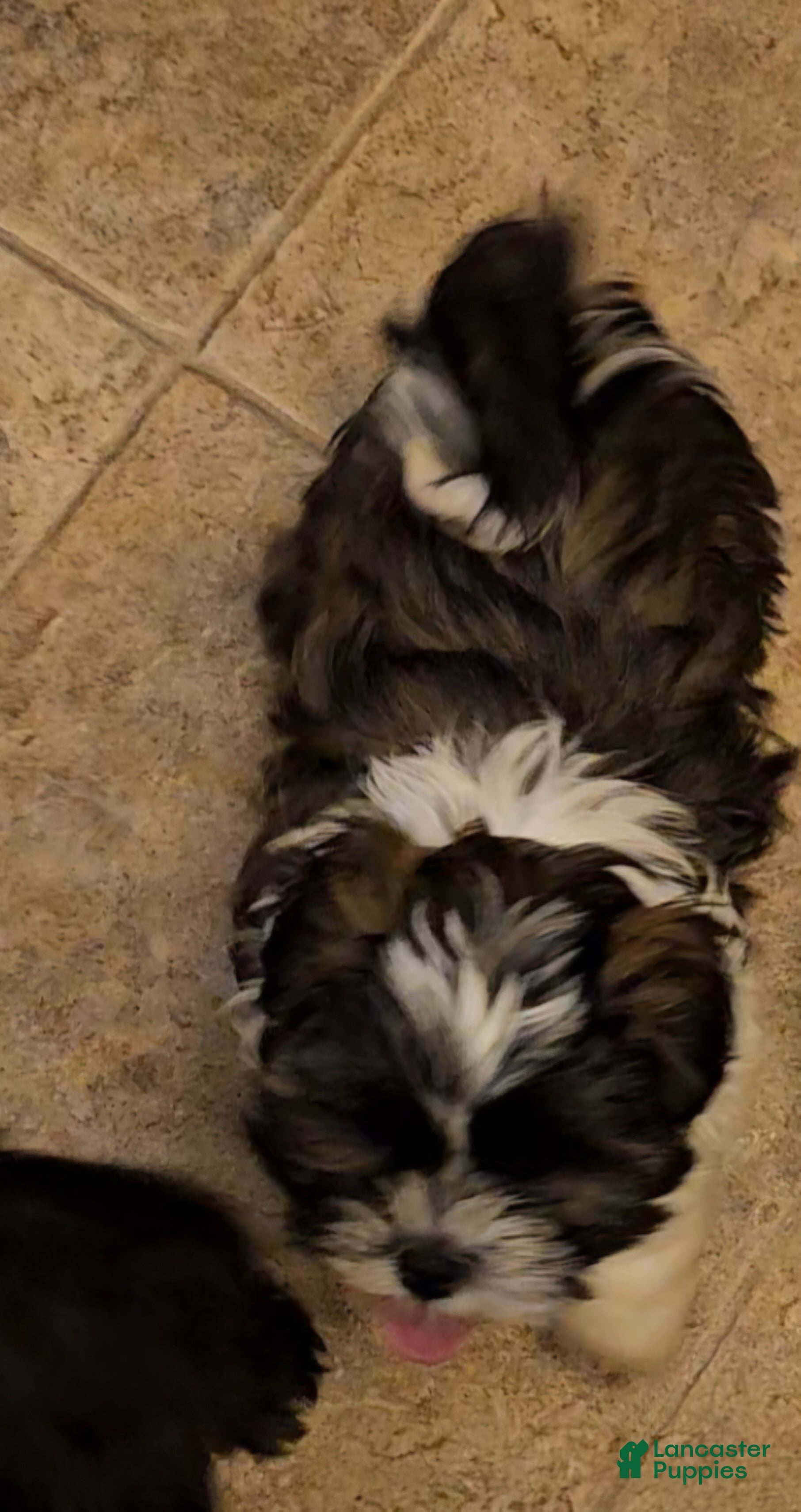 Shih Tzu dogs Rudy - Ad 1