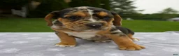 Beabull dogs for sale: Daisy - Ad 5