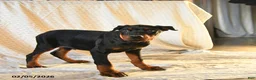 Doberman Pinscher dogs for sale: Rufus - Ad 4