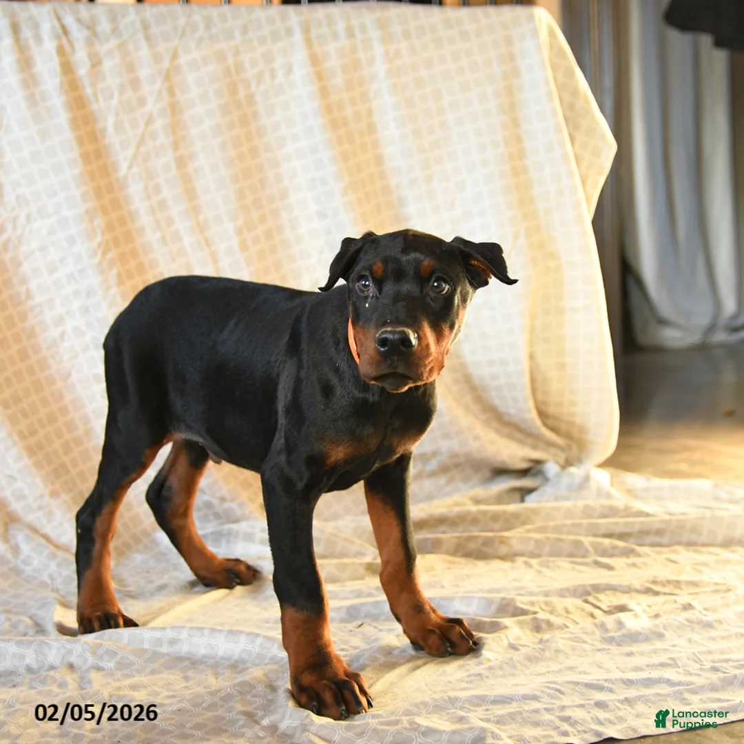 Doberman Pinscher dogs for sale: Rufus - Ad 4