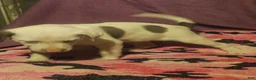 Border Collie dogs for sale: Suzy - Ad 8