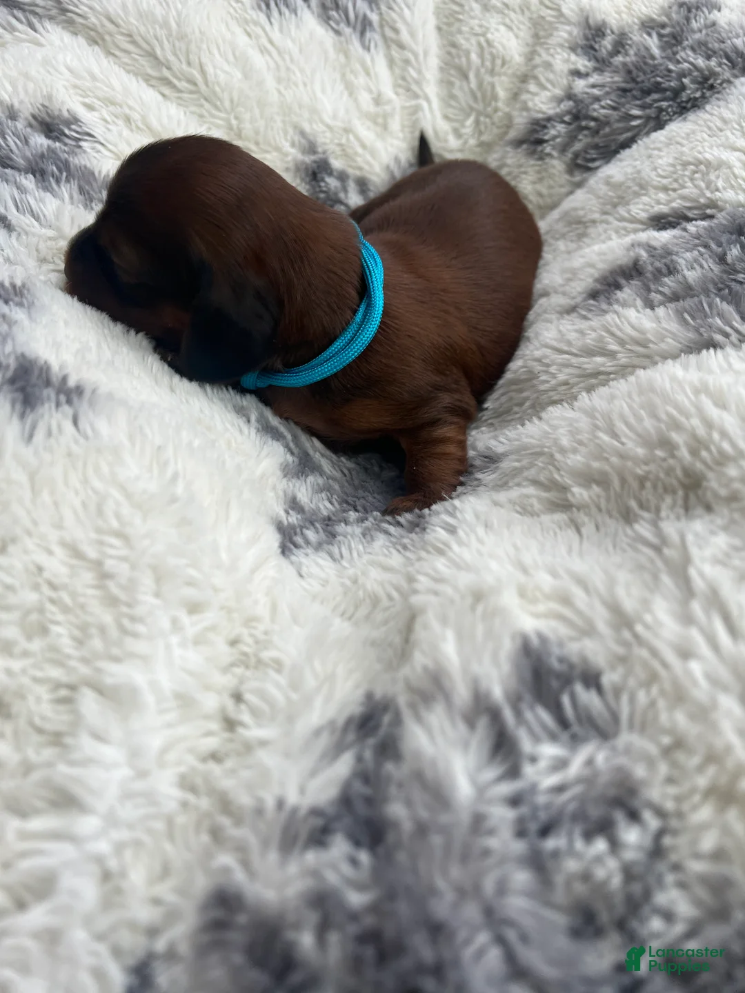 Miniature Dachshund dogs for sale: Cookie - Ad 21