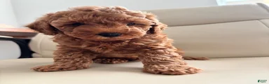 Pobi