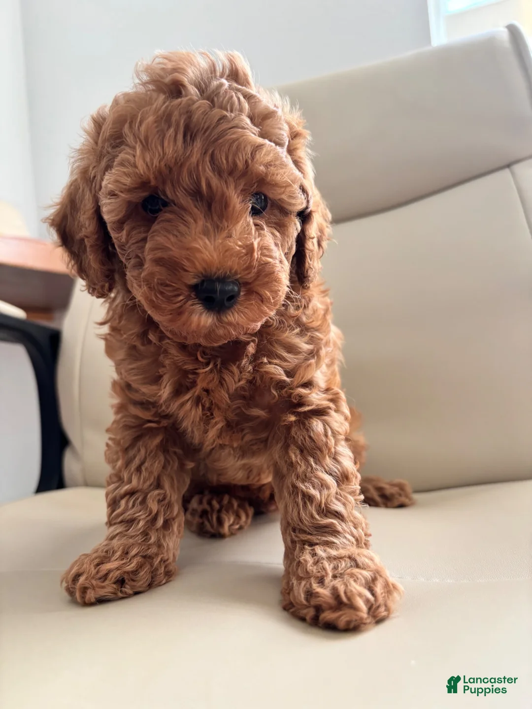 Toy Poodle dogs for sale: Pobi - Ad 1