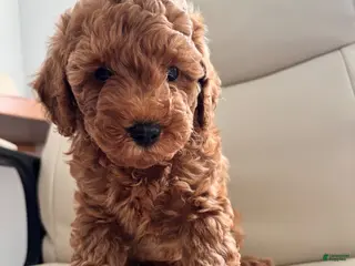 Toy Poodle dogs Pobi - Ad 19