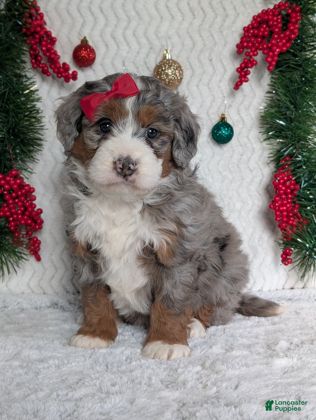 Mini Bernedoodle dogs for sale: Mini Opal  - Ad 11