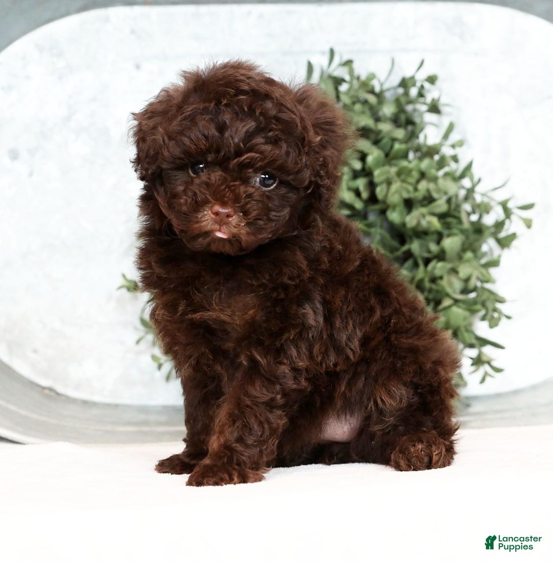 Toy Poodle dogs for sale: Lexie Toy - Ad 2