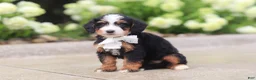 Mini Bernedoodle dogs for sale: Onyx - Ad 4