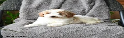 Mini Goldendoodle dogs for sale: Callan - Ad 5