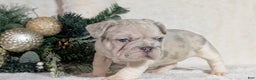 French Bulldog dogs for sale: Tiana - Ad 8