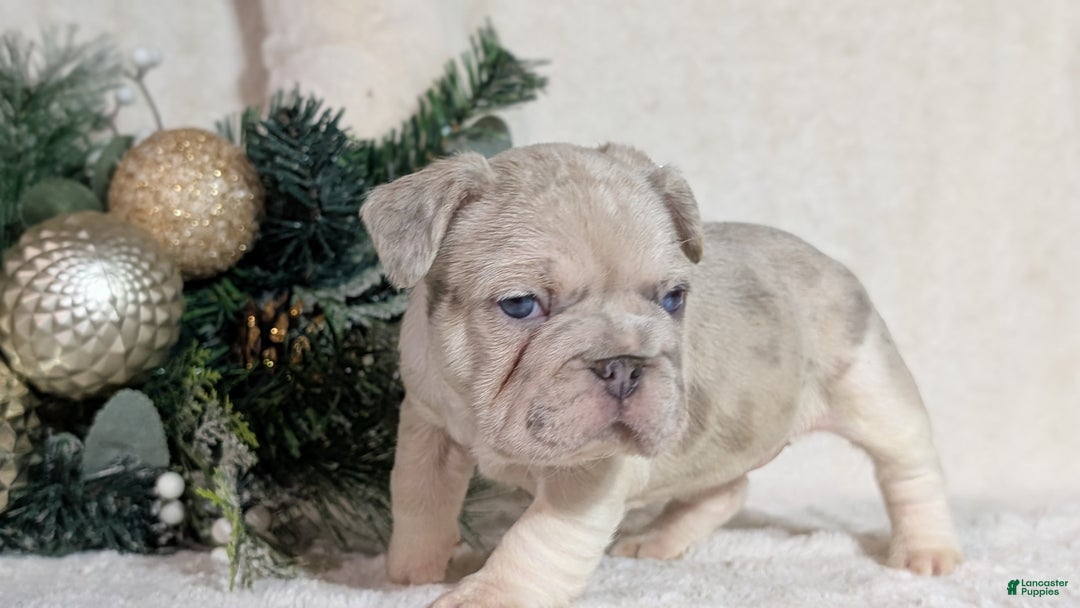 French Bulldog dogs for sale: Tiana - Ad 8