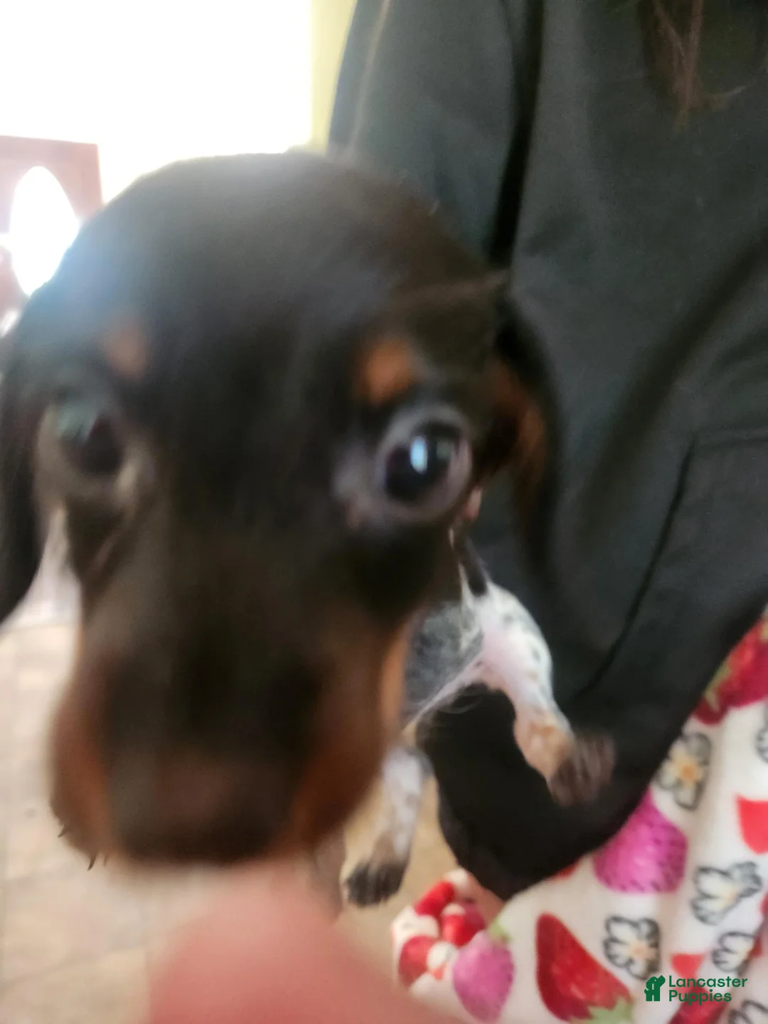 Dachshund dogs for sale: Peanut - Ad 5