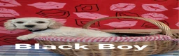 Cockapoo dogs for sale: Black Boy  - Ad 12