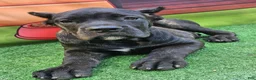Cane Corso dogs for sale: ELLA - Ad 15