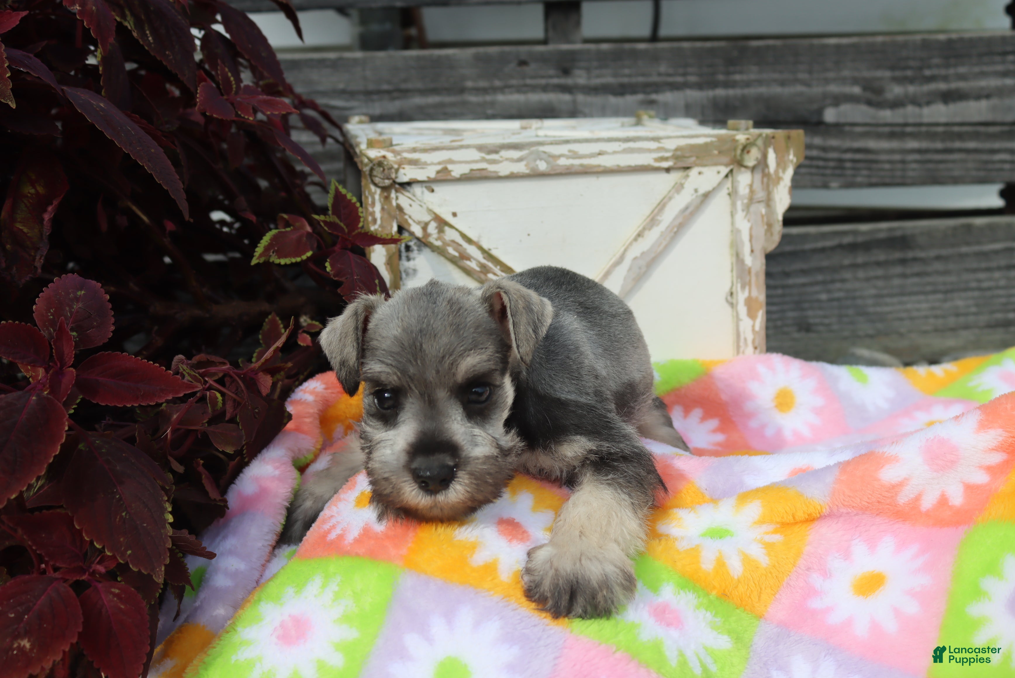 Miniature Schnauzer dogs Lane - Ad 1