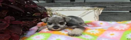 Miniature Schnauzer dogs for sale: Lane - Ad 3