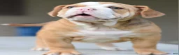 Mixed Breed dogs for sale: Hercules Bulldog hybrid  - Ad 60