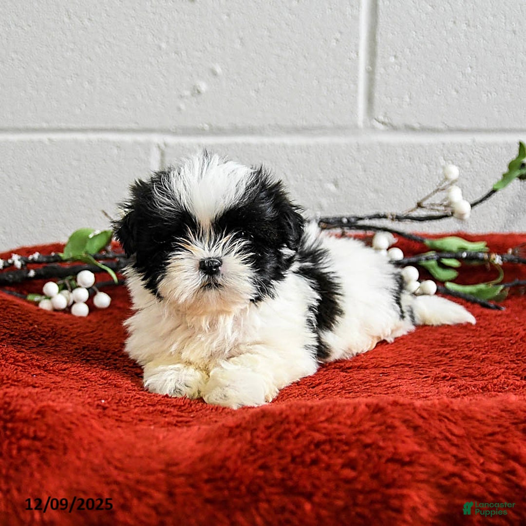 Shih Tzu dogs for sale: Honey - Ad 3