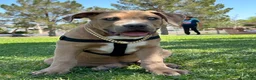 American Bully dogs for sale: KANO - Ad 2