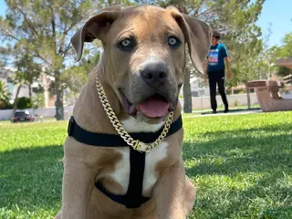 American Bully dogs KANO - Ad 10