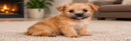Morkie dogs for sale: Bella - Ad 6