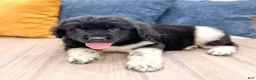 Newfoundland dogs for sale: Ruger - Ad 6