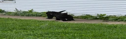 Bernedoodle dogs for sale: Bernedoodle 4 - Ad 4