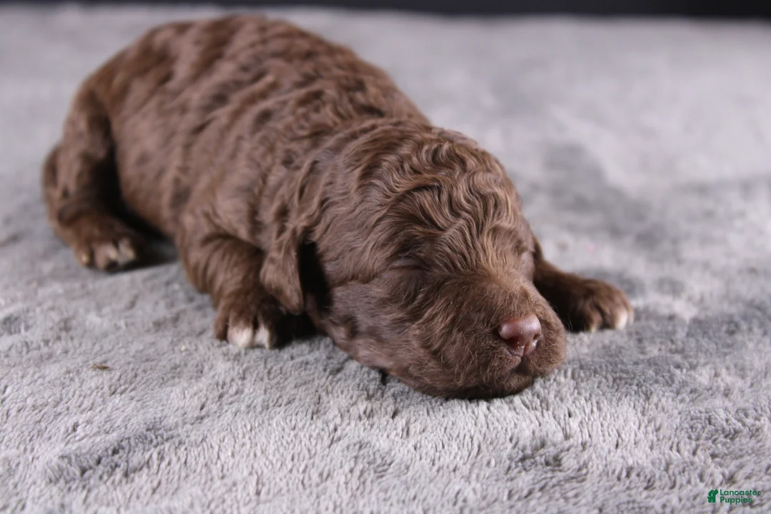 Mini Goldendoodle dogs for sale: Christian - Ad 2