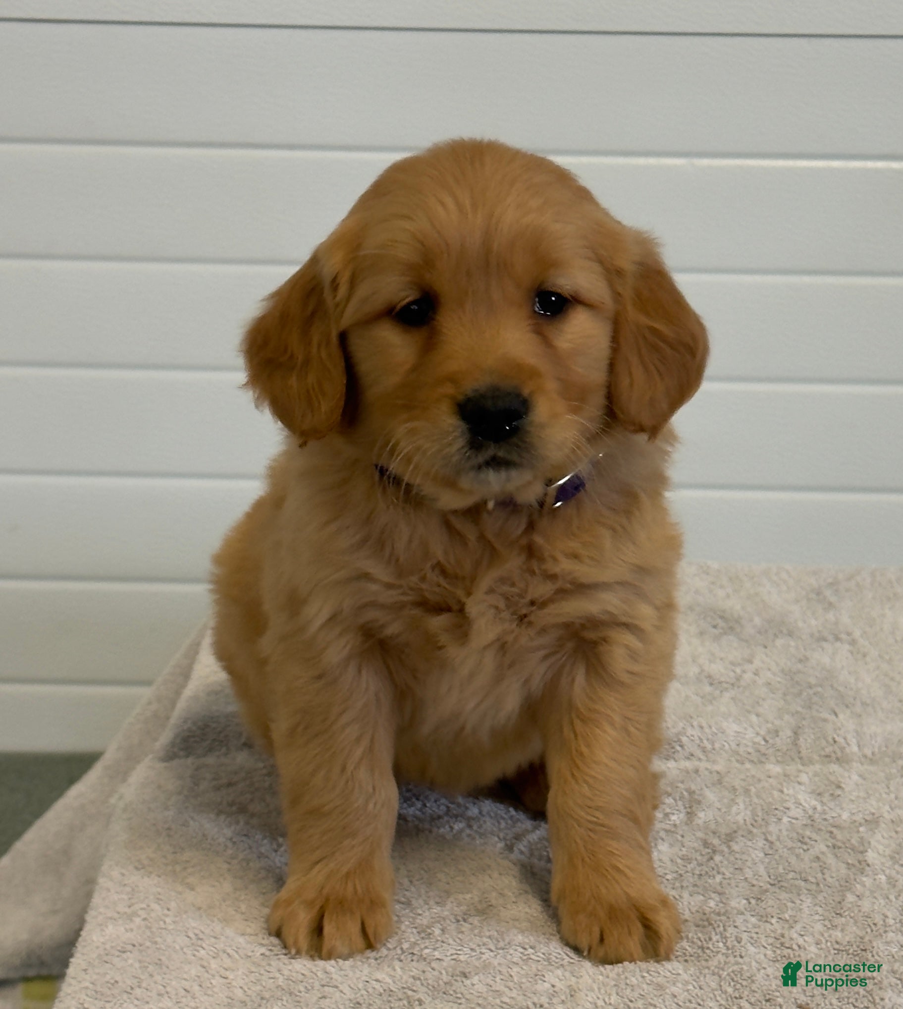 Golden Retriever dogs Kathy - Ad 2