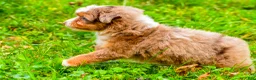 Mini Aussiedoodle dogs for sale: Lani - Ad 4