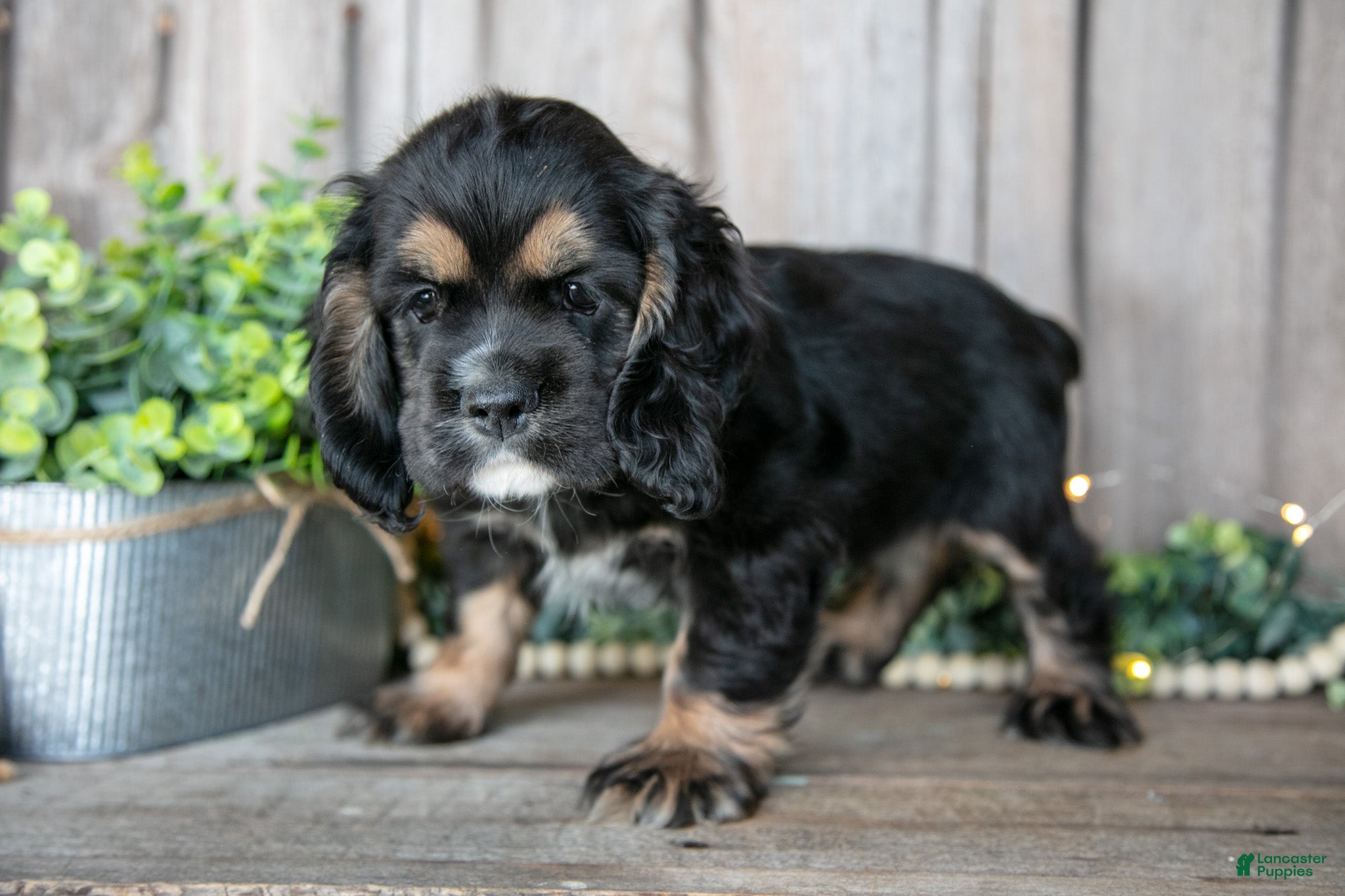 Cocker Spaniel dogs Boomer - Ad 2