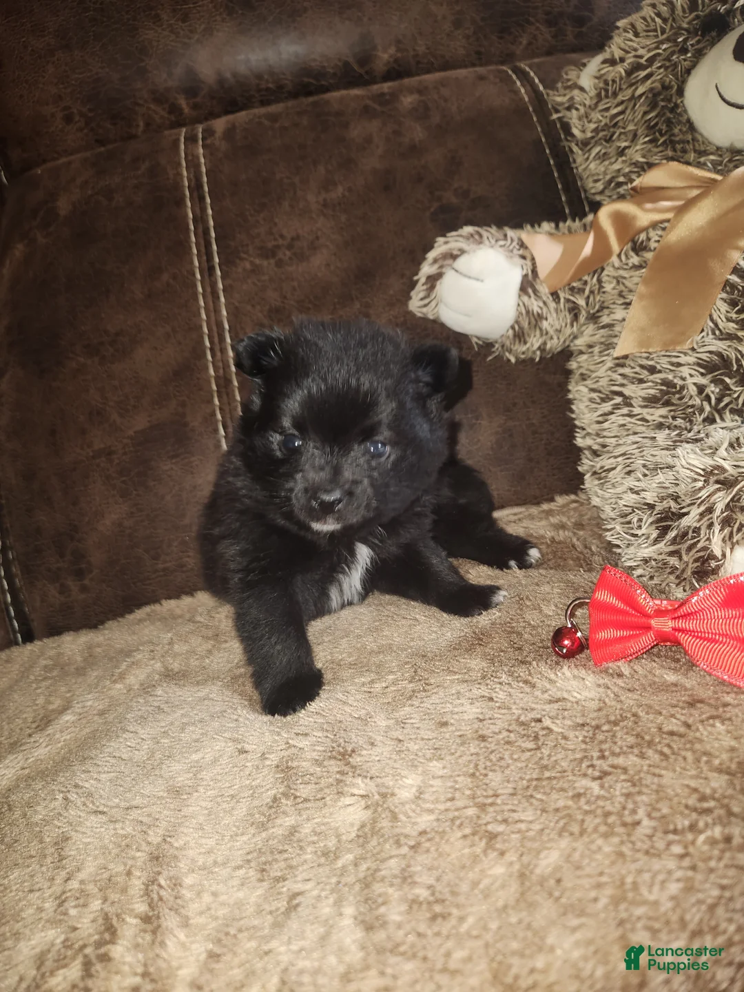 Pomeranian dogs for sale: Pomeranian Puppy 1 - Ad 3