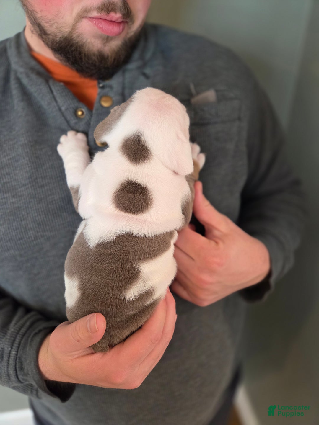 English Bulldog dogs for sale: Skye - Ad 2